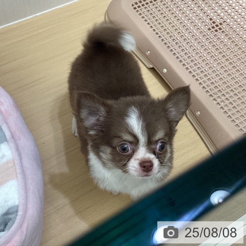 チワワの写真