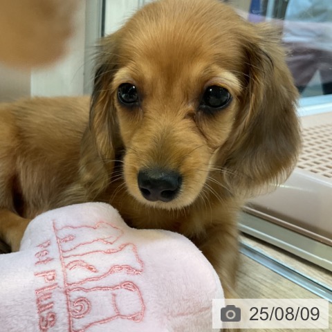 ミニチュア・ダックスフンドの写真