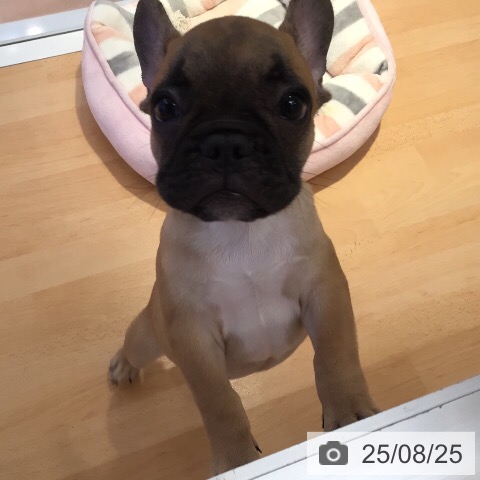フレンチ・ブルドッグの写真