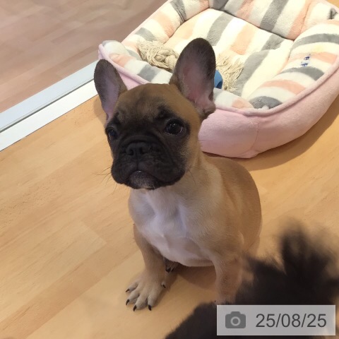 フレンチ・ブルドッグの写真