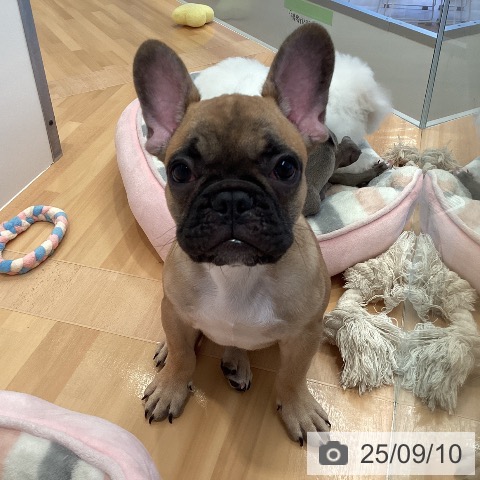 フレンチ・ブルドッグの写真