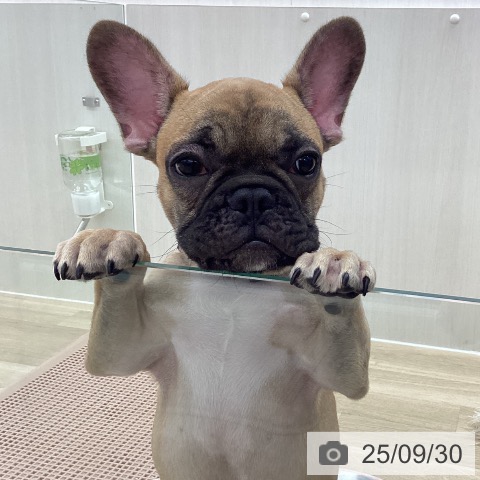 フレンチ・ブルドッグの写真