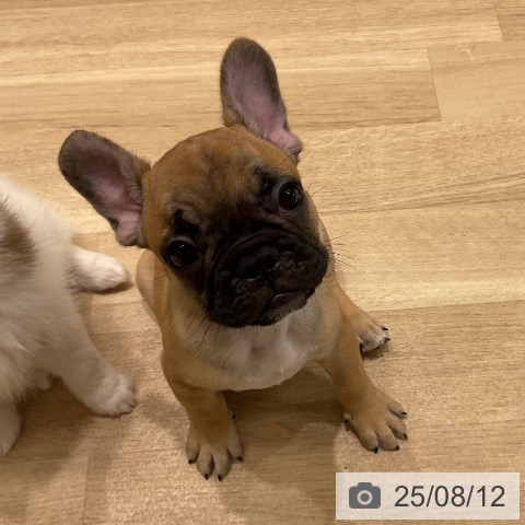 フレンチ・ブルドッグの写真