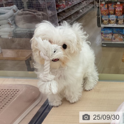 マルチーズの写真