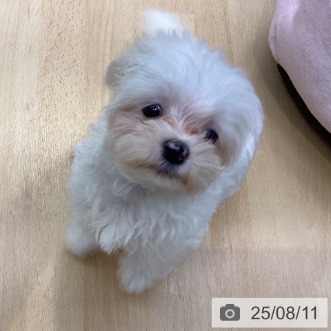 マルチーズの写真