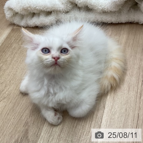 サイベリアンの写真