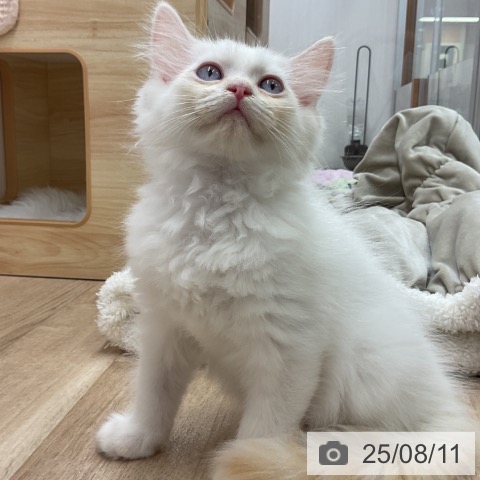 サイベリアンの写真