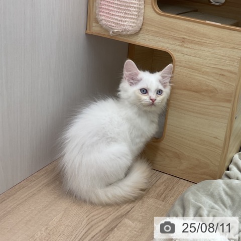 サイベリアンの写真