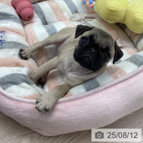 パグの写真