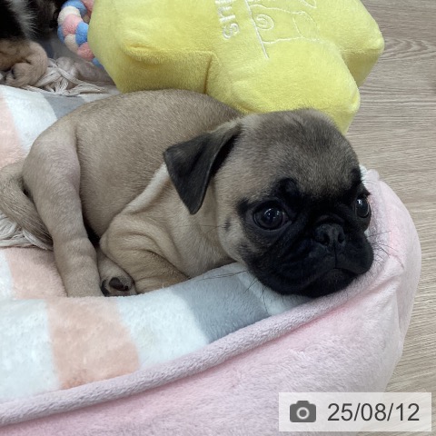 パグの写真