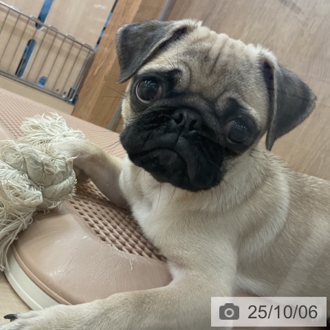 パグの写真