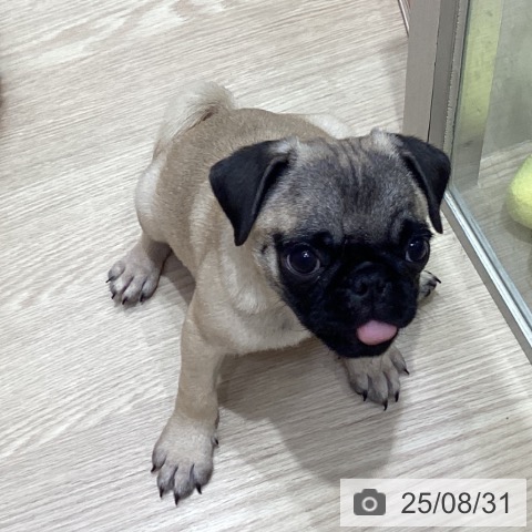 パグの写真