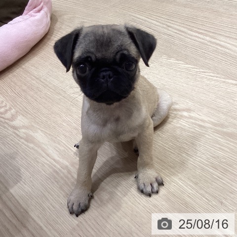 パグの写真