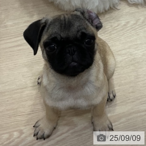 パグの写真