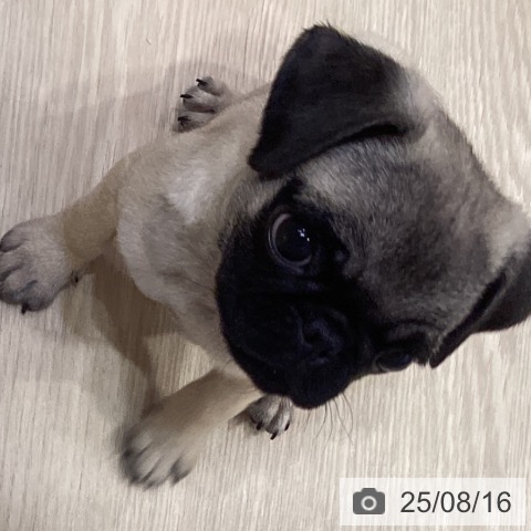 パグの写真