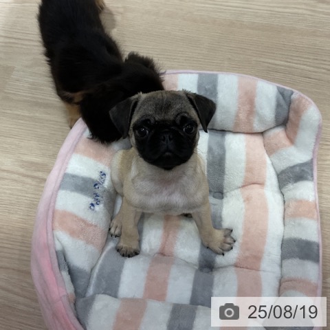 パグの写真