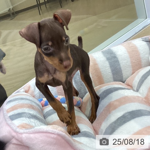 ミニチュア・ピンシャーの写真