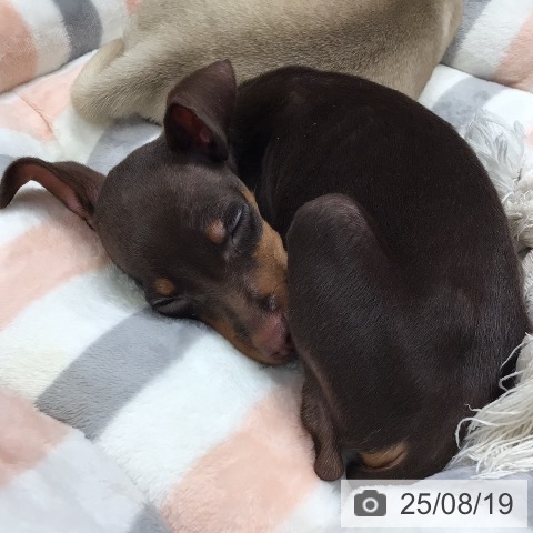 ミニチュア・ピンシャーの写真