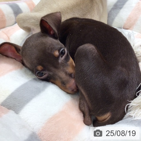 ミニチュア・ピンシャーの写真
