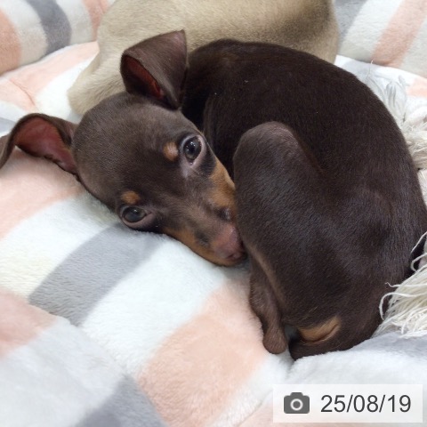 ミニチュア・ピンシャーの写真