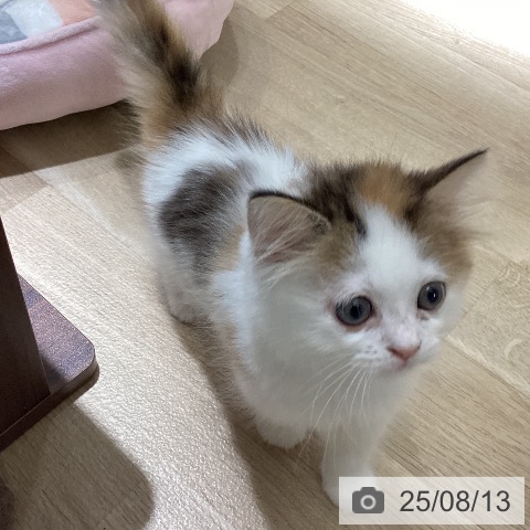 サイベリアンの写真
