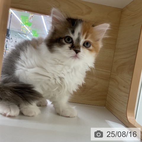 サイベリアンの写真