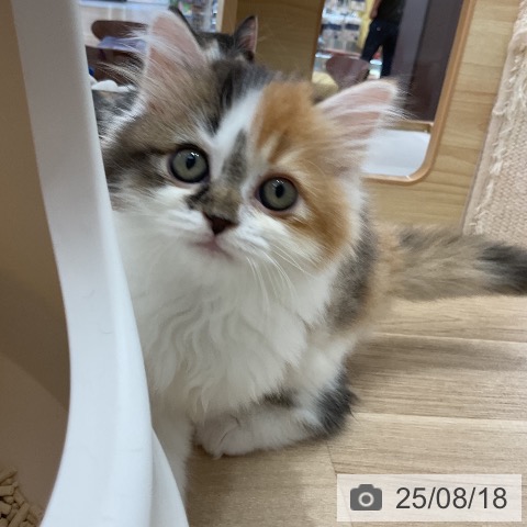 サイベリアンの写真