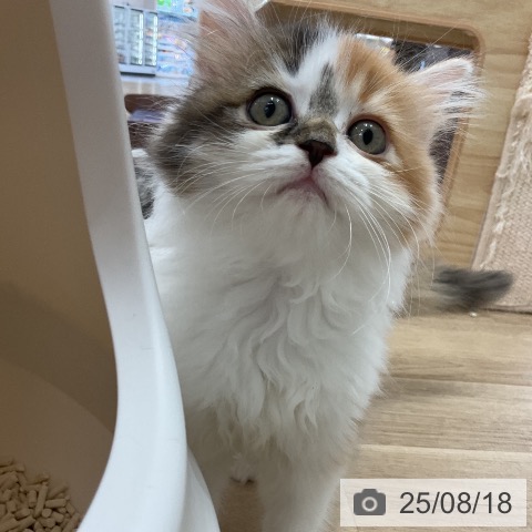 サイベリアンの写真