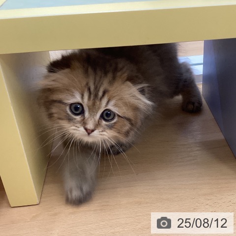 スコティッシュフォールドの写真
