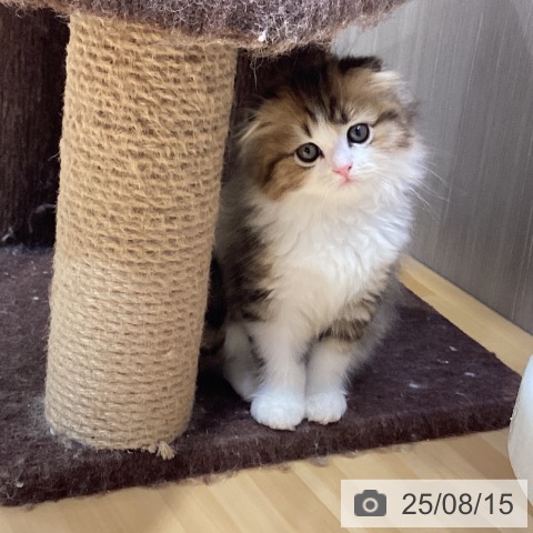 スコティッシュフォールドの写真