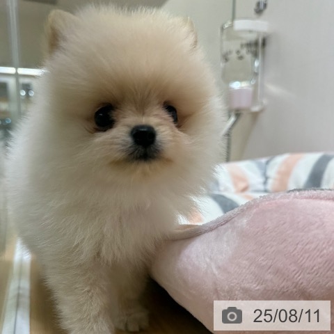 ポメラニアンの写真