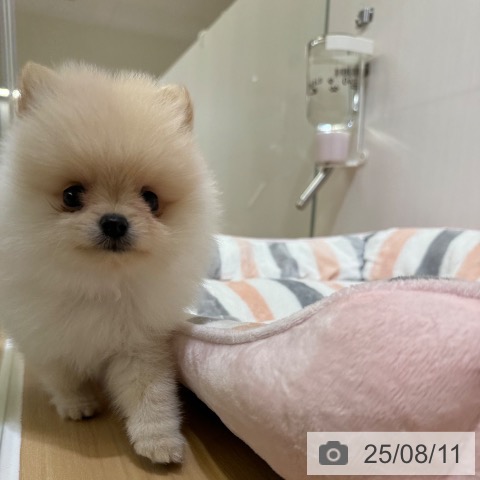 ポメラニアンの写真