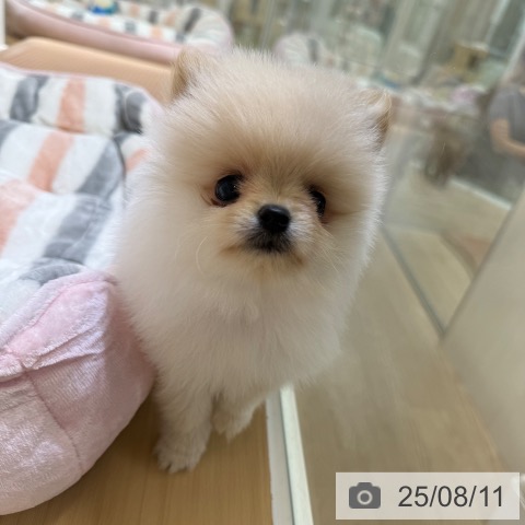 ポメラニアンの写真