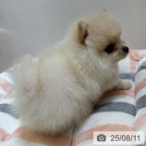 ポメラニアンの写真