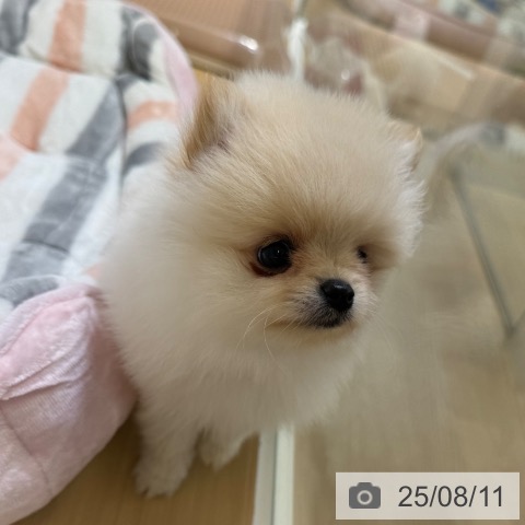 ポメラニアンの写真