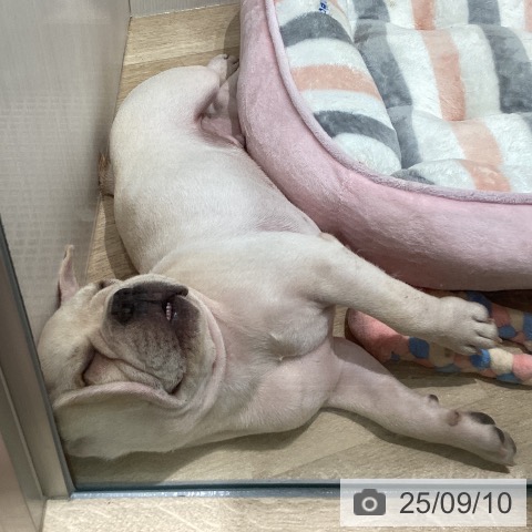 フレンチ・ブルドッグの写真