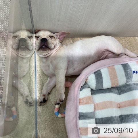 フレンチ・ブルドッグの写真