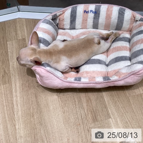 フレンチ・ブルドッグの写真
