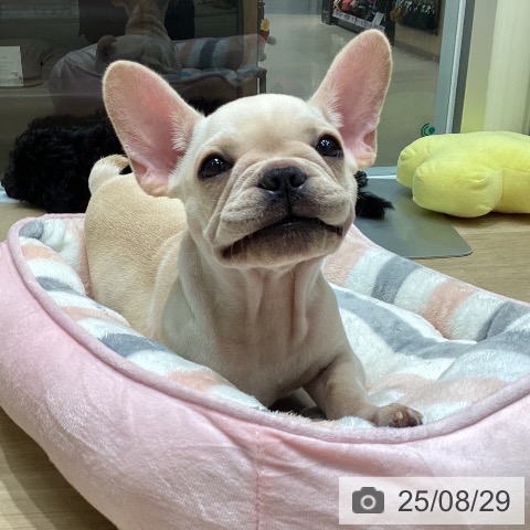 フレンチ・ブルドッグの写真