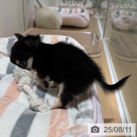 チワワの写真