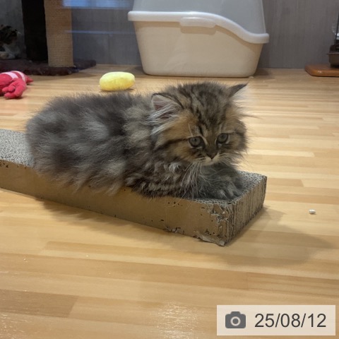 ペルシャの写真