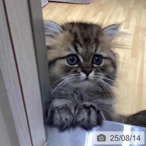 ペルシャの写真