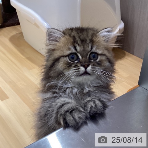 ペルシャの写真
