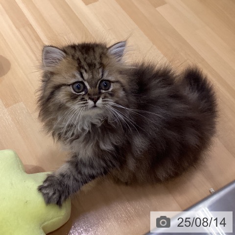 ペルシャの写真