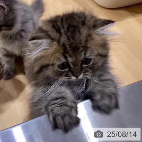 ペルシャの写真