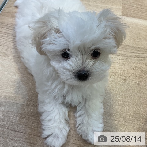 マルチーズの写真