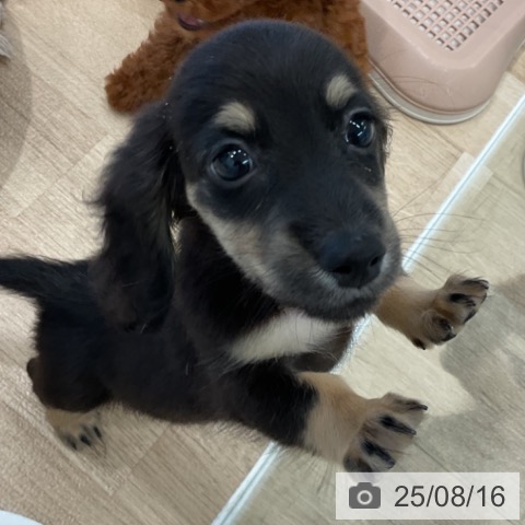 ミニチュア・ダックスフンドの写真