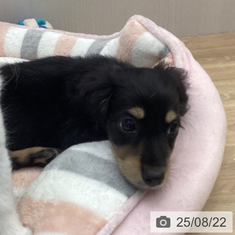 ミニチュア・ダックスフンドの写真