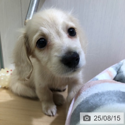 ミニチュア・ダックスフンドの写真