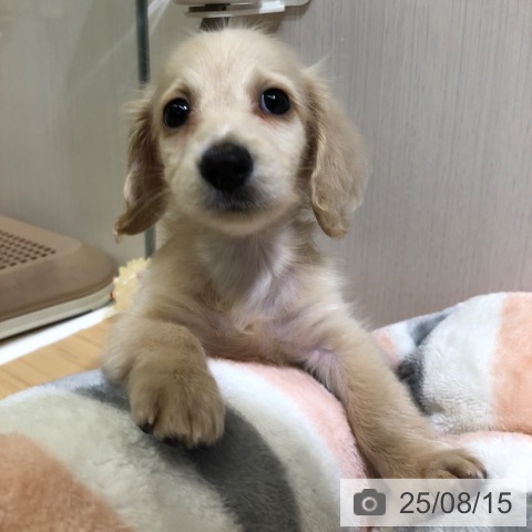 ミニチュア・ダックスフンドの写真